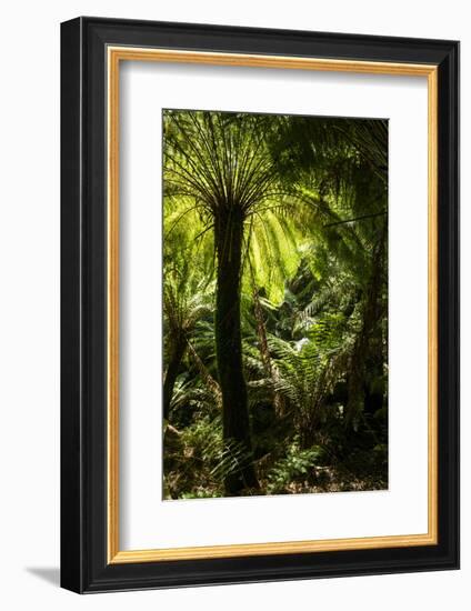 Soft tree-fern (Dicksonia antarctica), Great Otway National Park, Victoria, Australia, Pacific-Richard Nebesky-Framed Photographic Print