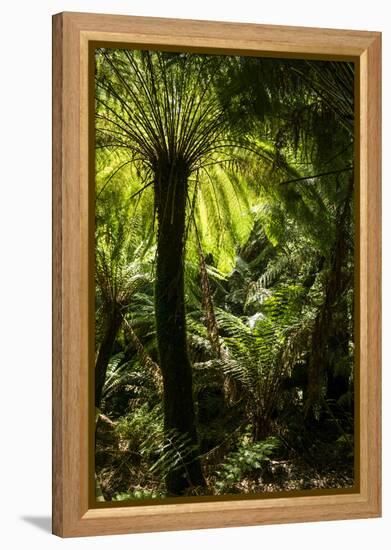 Soft tree-fern (Dicksonia antarctica), Great Otway National Park, Victoria, Australia, Pacific-Richard Nebesky-Framed Premier Image Canvas