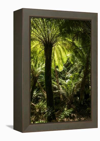 Soft tree-fern (Dicksonia antarctica), Great Otway National Park, Victoria, Australia, Pacific-Richard Nebesky-Framed Premier Image Canvas