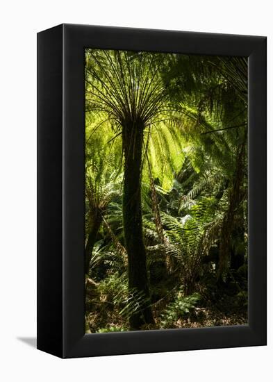 Soft tree-fern (Dicksonia antarctica), Great Otway National Park, Victoria, Australia, Pacific-Richard Nebesky-Framed Premier Image Canvas