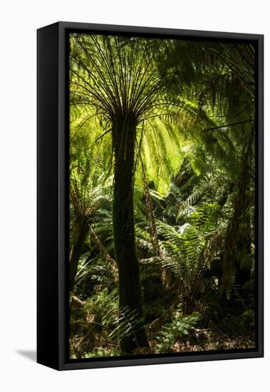 Soft tree-fern (Dicksonia antarctica), Great Otway National Park, Victoria, Australia, Pacific-Richard Nebesky-Framed Premier Image Canvas