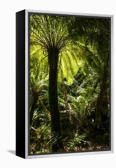 Soft tree-fern (Dicksonia antarctica), Great Otway National Park, Victoria, Australia, Pacific-Richard Nebesky-Framed Premier Image Canvas