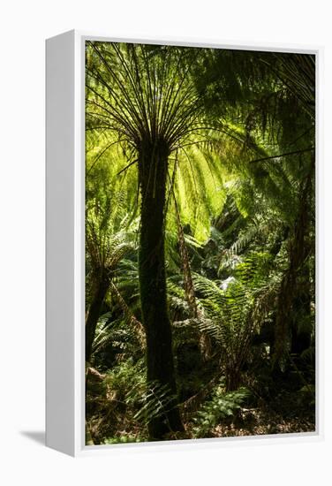 Soft tree-fern (Dicksonia antarctica), Great Otway National Park, Victoria, Australia, Pacific-Richard Nebesky-Framed Premier Image Canvas