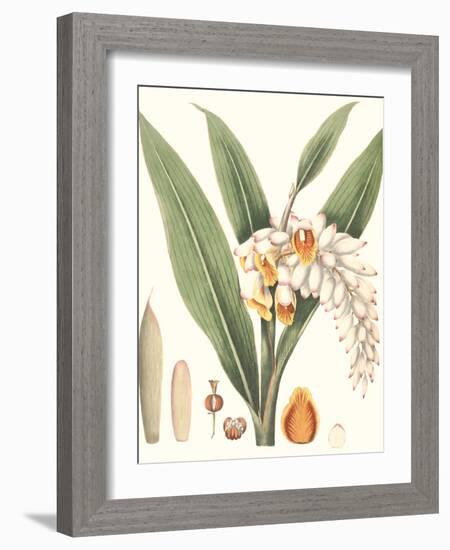 Soft Tropical I-null-Framed Art Print