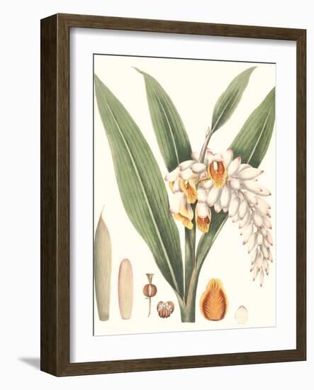 Soft Tropical I-null-Framed Art Print