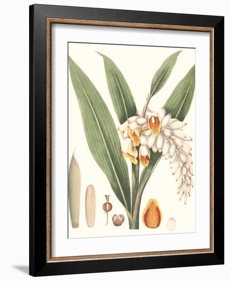 Soft Tropical I-null-Framed Art Print