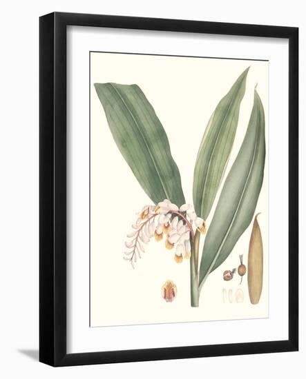 Soft Tropical II-null-Framed Art Print