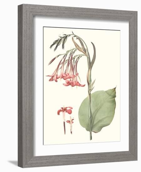 Soft Tropical III-null-Framed Art Print