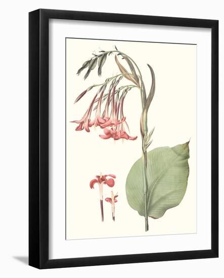 Soft Tropical III-null-Framed Art Print