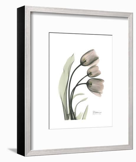 Soft Tulip Portrait 1-Albert Koetsier-Framed Art Print