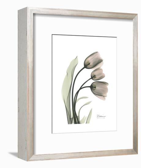 Soft Tulip Portrait 1-Albert Koetsier-Framed Art Print