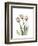 Soft Tulip Portrait 2-Albert Koetsier-Framed Premium Giclee Print