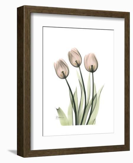 Soft Tulip Portrait 2-Albert Koetsier-Framed Premium Giclee Print