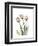 Soft Tulip Portrait 2-Albert Koetsier-Framed Premium Giclee Print