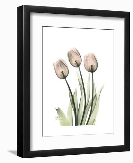 Soft Tulip Portrait 2-Albert Koetsier-Framed Premium Giclee Print