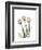 Soft Tulip Portrait 2-Albert Koetsier-Framed Premium Giclee Print