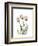 Soft Tulip Portrait 2-Albert Koetsier-Framed Premium Giclee Print