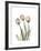 Soft Tulip Portrait 2-Albert Koetsier-Framed Premium Giclee Print