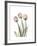 Soft Tulip Portrait 2-Albert Koetsier-Framed Premium Giclee Print