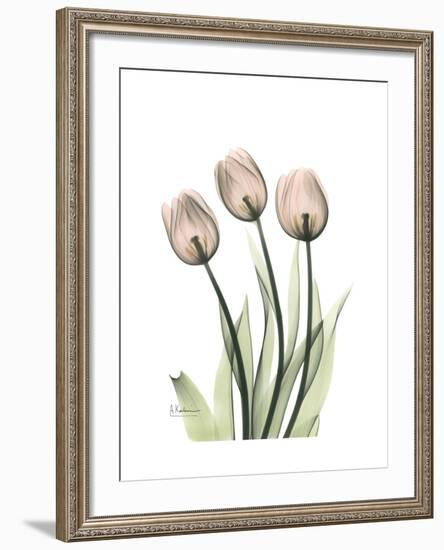Soft Tulip Portrait 2-Albert Koetsier-Framed Premium Giclee Print