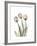 Soft Tulip Portrait 2-Albert Koetsier-Framed Premium Giclee Print