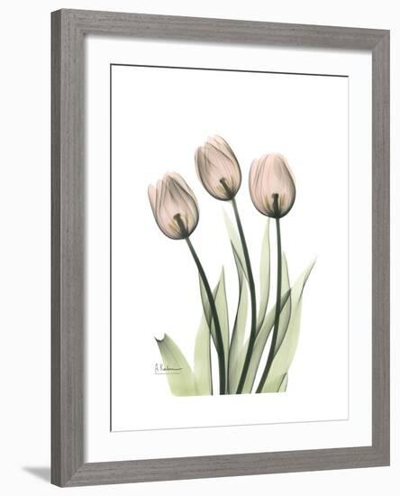 Soft Tulip Portrait 2-Albert Koetsier-Framed Premium Giclee Print