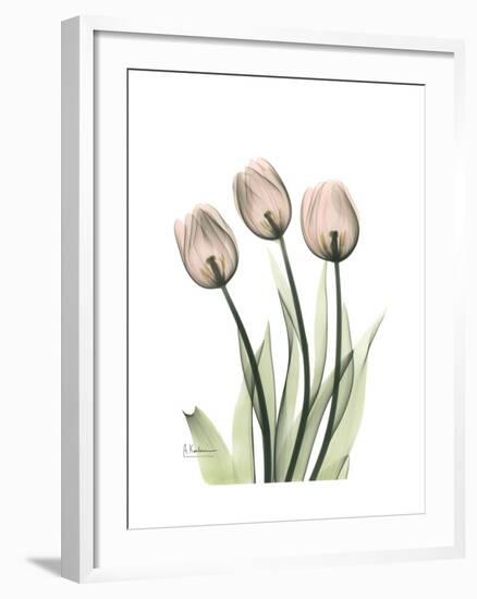 Soft Tulip Portrait 2-Albert Koetsier-Framed Premium Giclee Print