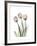 Soft Tulip Portrait 2-Albert Koetsier-Framed Premium Giclee Print