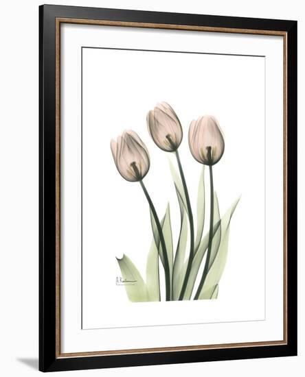 Soft Tulip Portrait 2-Albert Koetsier-Framed Premium Giclee Print