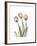 Soft Tulip Portrait 2-Albert Koetsier-Framed Premium Giclee Print