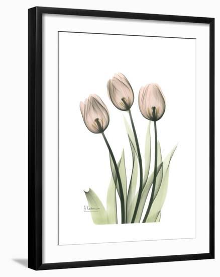 Soft Tulip Portrait 2-Albert Koetsier-Framed Premium Giclee Print