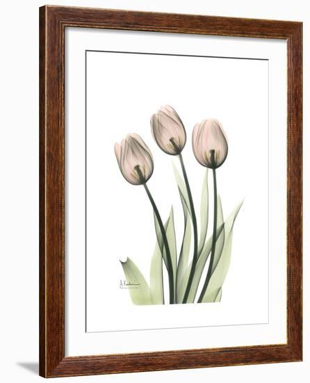 Soft Tulip Portrait 2-Albert Koetsier-Framed Premium Giclee Print