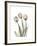 Soft Tulip Portrait 2-Albert Koetsier-Framed Premium Giclee Print