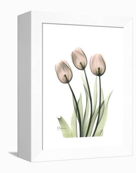 Soft Tulip Portrait 2-Albert Koetsier-Framed Stretched Canvas