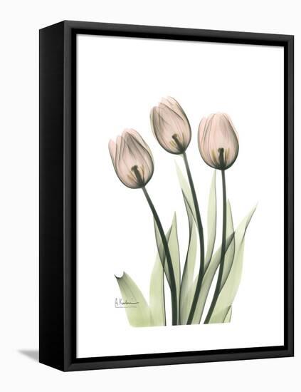 Soft Tulip Portrait 2-Albert Koetsier-Framed Stretched Canvas