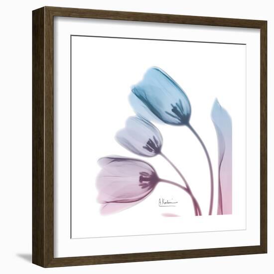 Soft Tulips Rose Serenity-Albert Koetsier-Framed Art Print