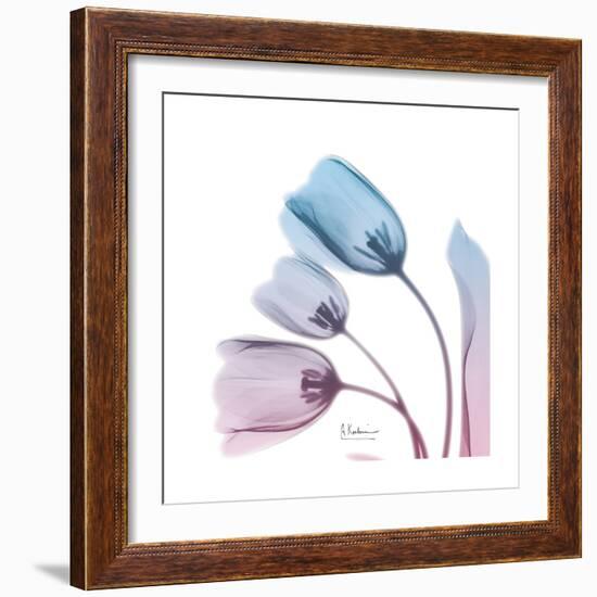 Soft Tulips Rose Serenity-Albert Koetsier-Framed Art Print