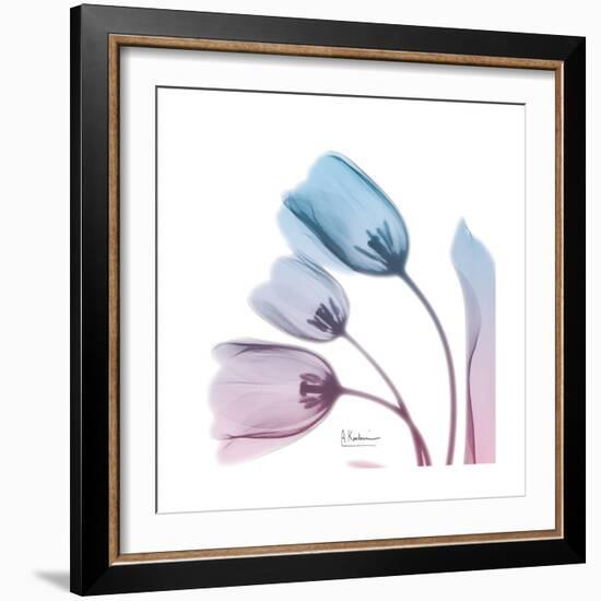 Soft Tulips Rose Serenity-Albert Koetsier-Framed Art Print