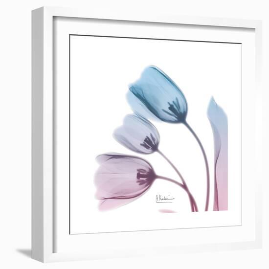 Soft Tulips Rose Serenity-Albert Koetsier-Framed Art Print
