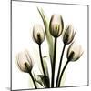 Soft Tulips-Albert Koetsier-Mounted Photographic Print