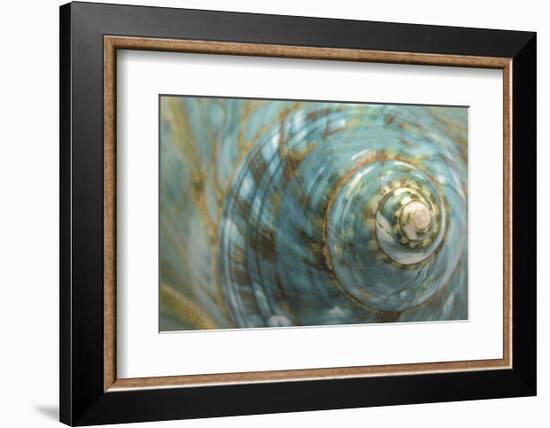 Soft Turbo Shell-Sparx Studio-Framed Art Print