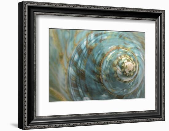 Soft Turbo Shell-Sparx Studio-Framed Art Print