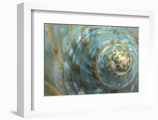 Soft Turbo Shell-Sparx Studio-Framed Art Print