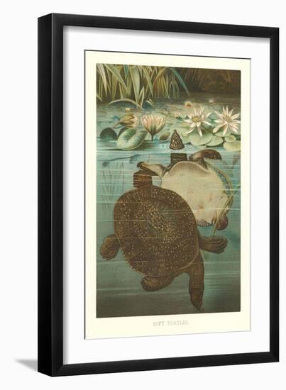 Soft Turtles-null-Framed Art Print