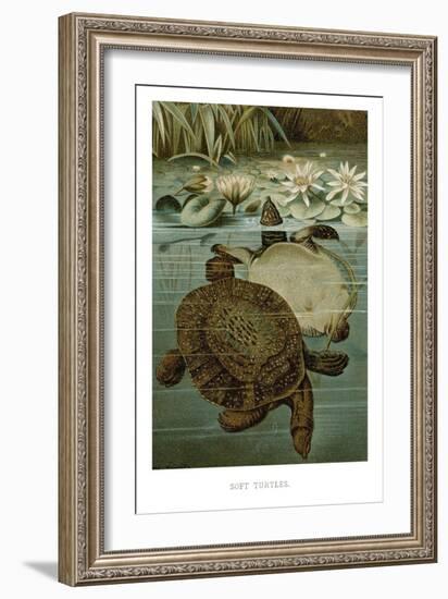 Soft Turtles-null-Framed Art Print