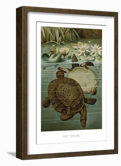 Soft Turtles-null-Framed Art Print