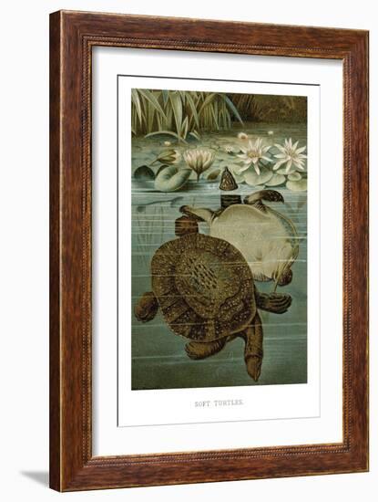 Soft Turtles-null-Framed Art Print