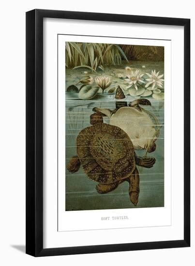 Soft Turtles-null-Framed Art Print