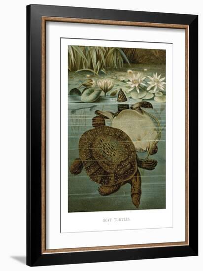 Soft Turtles-null-Framed Art Print