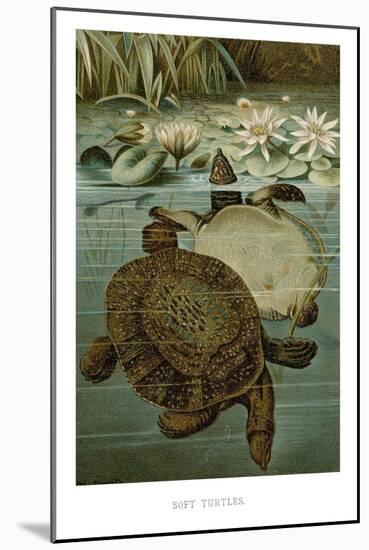 Soft Turtles-null-Mounted Art Print